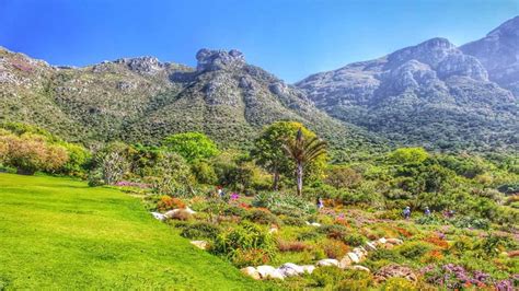   El Jardín Botánico Nacional Kirstenbosch: Un Edén verde en las laderas de la Montaña de la Mesa!